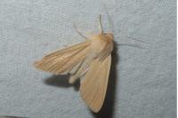 Mythimna pallens