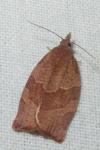 Pandemis heparana