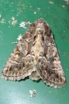 Thalpophila matura