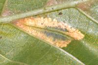 Phyllonorycter rajella
