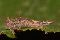 Watsonalla binaria