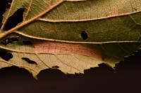 Phyllonorycter nicellii