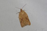 Acleris ferrugana