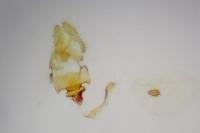 Acleris ferrugana
