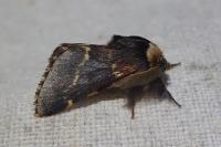 Poecilocampa populi