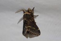 Poecilocampa populi