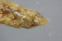 Epirrita dilutata