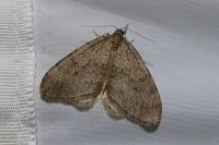 Operophtera brumata