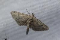 Gymnoscelis rufifasciata