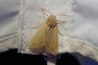 Sunira circellaris