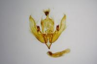 Sunira circellaris