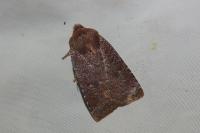 Conistra ligula