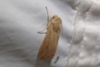 Mythimna unipuncta