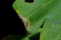 Phyllonorycter acerifoliella