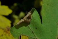 Phyllonorycter acerifoliella
