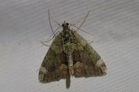 Chloroclysta siterata