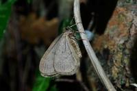 Operophtera brumata