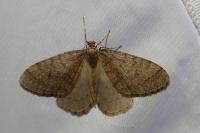 Operophtera brumata
