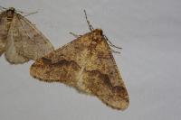 Erannis defoliaria