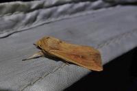 Mythimna unipuncta
