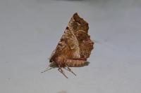 Selenia dentaria
