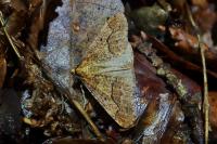 Erannis defoliaria