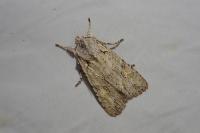 Lithophane ornitopus