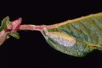 Phyllocnistis ramulicola