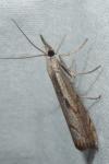 Agriphila geniculea