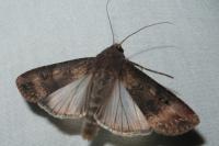 Agrotis ipsilon