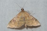 Anania verbascalis