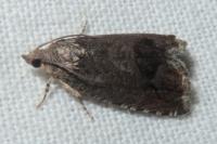 Cydia splendana