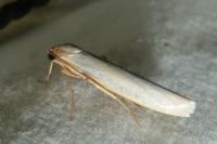 Eilema caniola