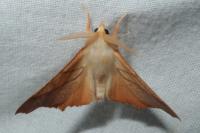 Ennomos fuscantaria