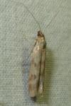 Homoeosoma sinuella