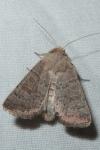 Hoplodrina ambigua