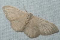 Idaea straminata