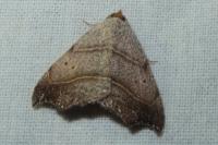 Laspeyria flexula