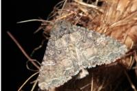 Mamestra brassicae