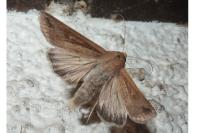Mythimna unipuncta