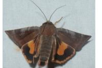 Noctua janthe