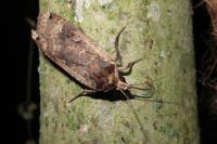 Noctua pronuba