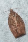 Pandemis heparana