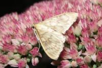 Patania ruralis