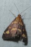 Pyrausta purpuralis