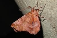 Selenia dentaria