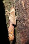 Triodia sylvina