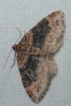 Xanthorhoe ferrugata/spadicearia