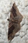 Xanthorhoe ferrugata