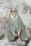 Agapeta hamana